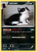 chat noire