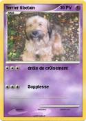 terrier