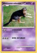 otterhound-rottweiler otterhound-rottweiler