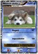 Malamute alaska