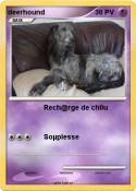 deerhound