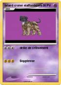 briard croisé staffordshire briard croisé