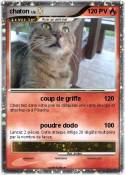 chaton