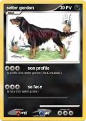 setter gordon setter gordon