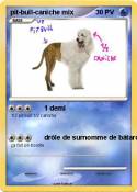 pit-bull-caniche mix pit-bull-caniche
