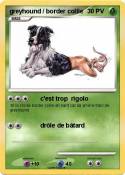 greyhound /