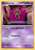 pit-bull en