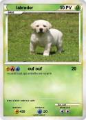 labrador