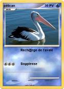 pélican