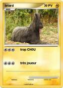 briard