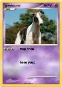 greyhound