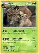 lynx