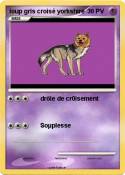 loup gris croisé yorkshire loup gris