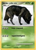 border collie