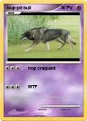 loup-pit-bull loup-pit-bull