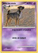 akita inu mixte