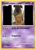 mastiff anglais croisé mastiff anglais