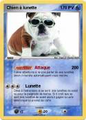 Chien à lunette Chien à
