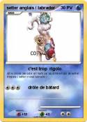 setter anglais / labrador setter anglais