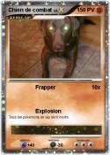 Chien de combat