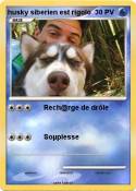 husky siberien