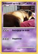 bullmastiff