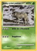 husky croisé pastou husky croisé
