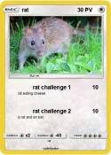 rat