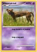 whippet-pit-bull whippet-pit-bull