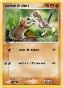 combat de chats