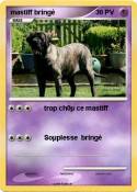 mastiff bringé mastiff bringé