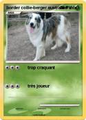 border collie-berger australien mix border