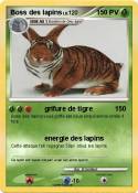 Boss des lapins