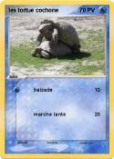 les tortue cochone les tortue