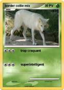 border collie
