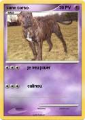 cane corso cane corso