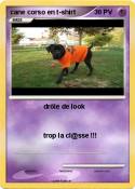 cane corso en