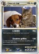 Chien et chat