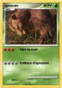 opossum