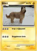briard