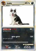 husky husky