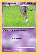 debout pit-bull
