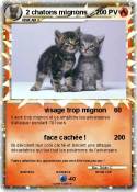 2 chatons