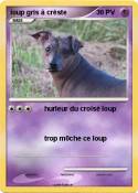 loup gris à