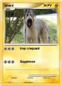 briard