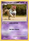 bulldog Anglais