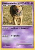 coyote croisé