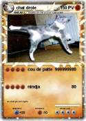 chat drole