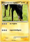 beauceron au