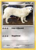 kuvasz